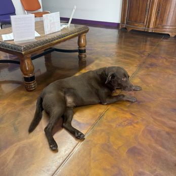 Stop-A-Crack Windshield Repair & Replacement - The complimentary Shop Dog. - Auto Glass Services Near Me - Oklahoma City, Oklahoma Stop-A-Crack Windshield Repair & Replacement - The complimentary Shop Dog. - Auto Glass Services Near Me - Oklahoma City, Oklahoma