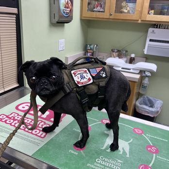 Ashton Animal Hospital - This is my furry baby Rocky - Veterinarians Near Me - Downey, California Ashton Animal Hospital - This is my furry baby Rocky - Veterinarians Near Me - Downey, California