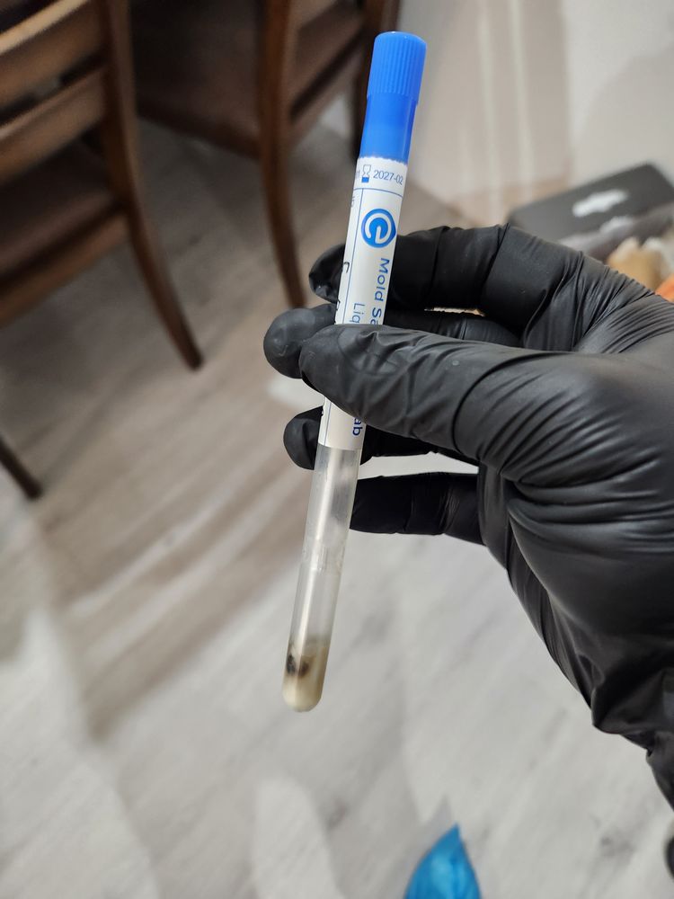 Catch My Mold - mold inspector in Los Angeles, CA