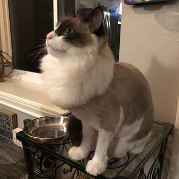 As the Fur Flies - Side view of her new haircut - Pet Groomers Near Me - Austin, Texas As the Fur Flies - Side view of her new haircut - Pet Groomers Near Me - Austin, Texas