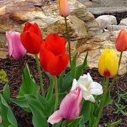 Artist's Way Creation Bakery Cafe - Beautiful tulips blooming outside their establishment