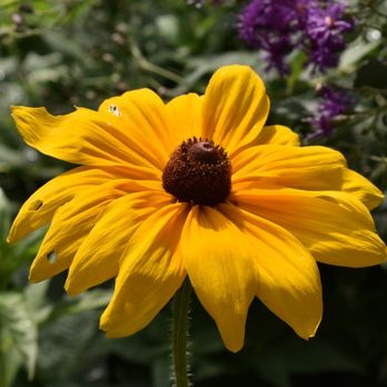 Albuquerque Biological Park - Flower in the butterfly garden - Landmarks & Historical Buildings Near Me - Albuquerque, New Mexico