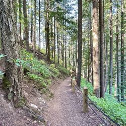 Salt Creek Falls - Half mile path through the forest heading to Salt Creek Falls overlook.