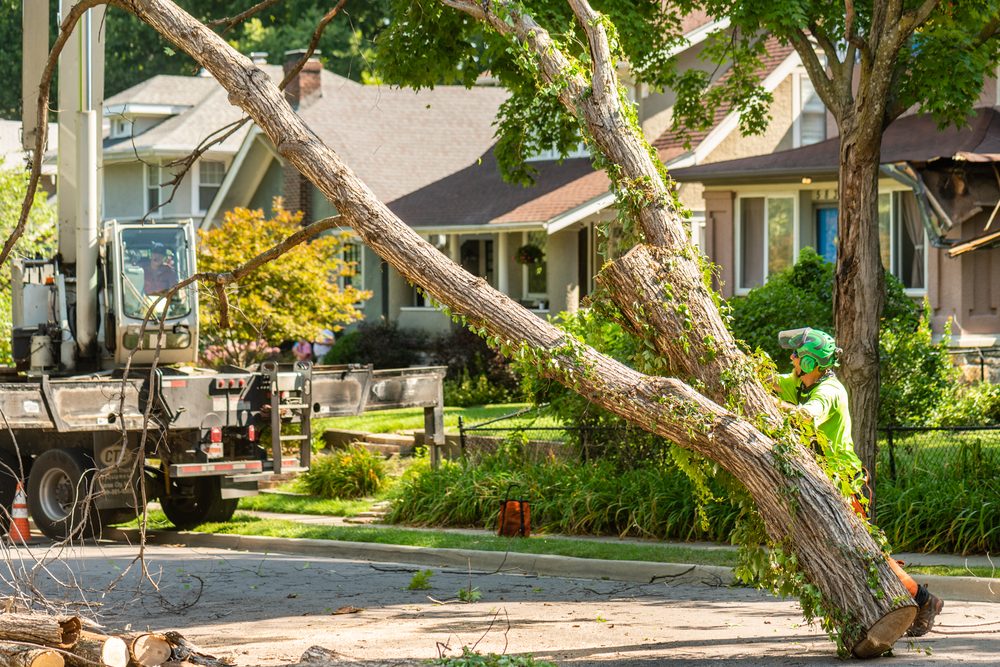 Hendrickson Tree Care Company - tree service in Kansas City, MO