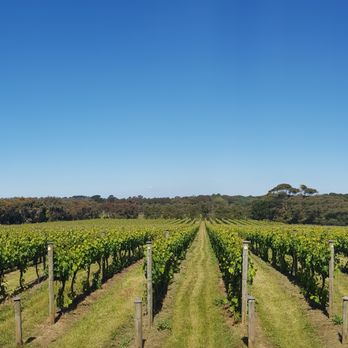 Barmah Park Vineyard Cafe - Come and enjoy the exceptional view. - Wineries Near Me - Moorooduc, VIC Barmah Park Vineyard Cafe - Come and enjoy the exceptional view. - Wineries Near Me - Moorooduc, VIC