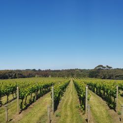 Barmah Park Vineyard Cafe - Come and enjoy the exceptional view.