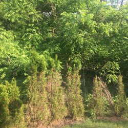 Wojton's Nursery