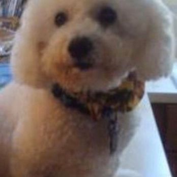 Cheryl's Pride & Groom - Pet Groomers Near Me - South Windsor, Connecticut Cheryl's Pride & Groom - Pet Groomers Near Me - South Windsor, Connecticut