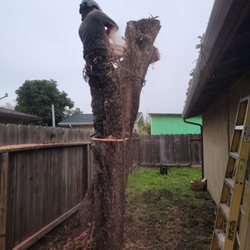 Mackmans Tree Care