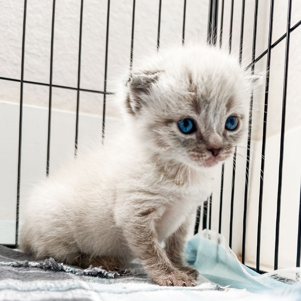 THE BEST 10 ANIMAL SHELTERS in FAIRFIELD, CA - Updated 2026 - Hours - Yelp