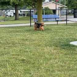 Sun Retreats Geneva on the Lake - Puppy park!