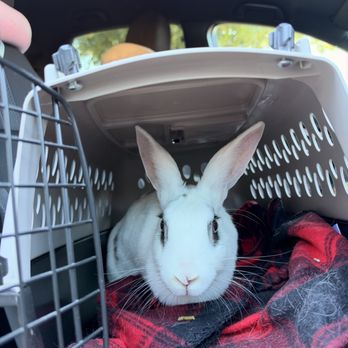 Silverado Veterinary Hospital - Rabbit - Veterinarians Near Me - Napa, California