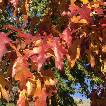 Fuji Park / Carson City Fairgrounds - I Autumn - Parks Near Me - Carson City, Nevada Fuji Park / Carson City Fairgrounds - I Autumn - Parks Near Me - Carson City, Nevada