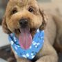 Photo of Backyard Pet Services