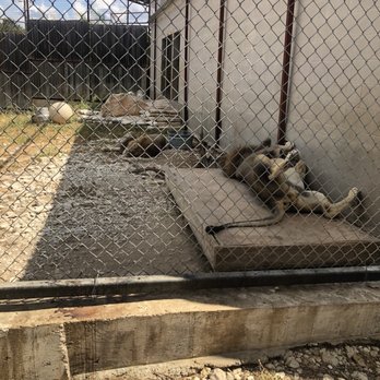 Austin Zoo - Laying lions - Zoos Near Me - Austin, Texas