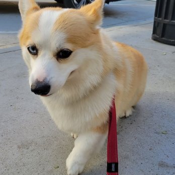 Healthy Spot - Pasadena - Pet Groomers Near Me - Pasadena, California