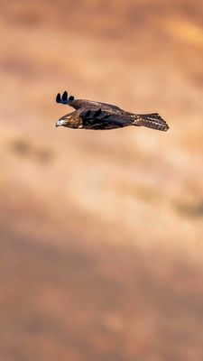 Coyote Hills Regional Park by null