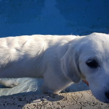 Best Behaved Buddies - Look we got into the pool! - Pet Training Near Me Best Behaved Buddies - Look we got into the pool! - Pet Training Near Me
