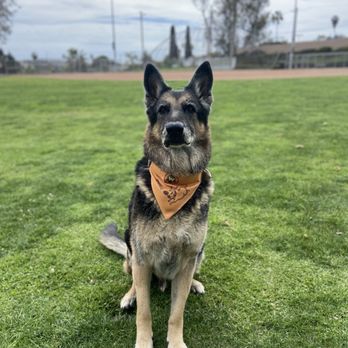 Mohnacky Animal Hospital - Carlsbad - Zeus - Veterinarians Near Me - Carlsbad, California Mohnacky Animal Hospital - Carlsbad - Zeus - Veterinarians Near Me - Carlsbad, California