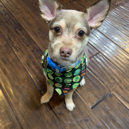 Hershey, ready for St. Patrick's Day thanks to Candys cute bandana she put on him! Hershey, ready for St. Patrick's Day thanks to Candys cute bandana she put on him!
