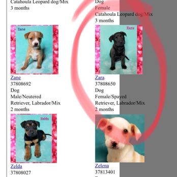 Wright Way Rescue - Animal Shelters Near Me - Morton Grove, Illinois Wright Way Rescue - Animal Shelters Near Me - Morton Grove, Illinois