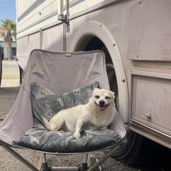 Echard's Desert Radiator - Chiquita Bonita