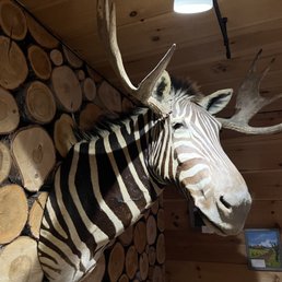 a zebra with antlers on its head a zebra with antlers on its head