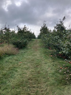 Wilson's Orchard & Farm (Iowa City) by null