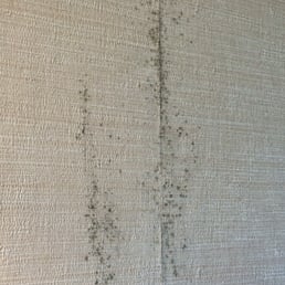 Mold on wallpaper Mold on wallpaper