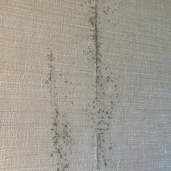 Courtyard by Marriott Philadelphia Valley Forge/Collegeville - Mold on wallpaper - Hotels Near Me - Collegeville, Pennsylvania Courtyard by Marriott Philadelphia Valley Forge/Collegeville - Mold on wallpaper - Hotels Near Me - Collegeville, Pennsylvania