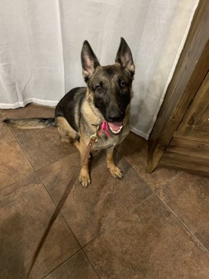 Guthrie Security Dogs