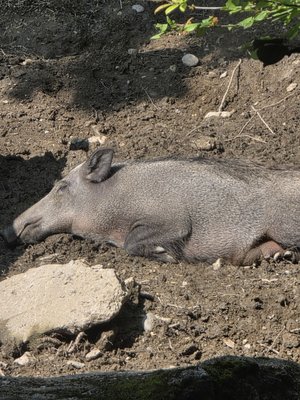 Alpenzoo Innsbruck - Tirol by null