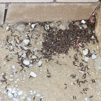 We Do Creepy - Pest Control Near Me - Escondido, California