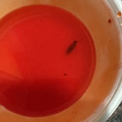 China Kitchen - Dead Roach