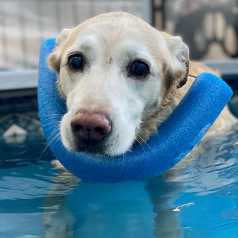 Dr Marchi - Pet Euthanasia at Home - Veterinarians Near Me - Long Beach, California