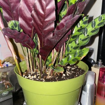Gaia Flowers - 6inch nursery pot it comes in - Florists Near Me - Las Vegas, Nevada Gaia Flowers - 6inch nursery pot it comes in - Florists Near Me - Las Vegas, Nevada