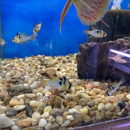 German Blue Rams (I'm planning on these!)