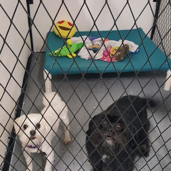 Precious Pets Boarding Kennel - Pet Boarding Near Me - Medford, Wisconsin Precious Pets Boarding Kennel - Pet Boarding Near Me - Medford, Wisconsin