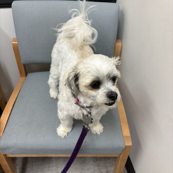 UrgentVet - Matthews - Happy dog after been seen at Urgent Vet - Veterinarians Near Me - Matthews, North Carolina UrgentVet - Matthews - Happy dog after been seen at Urgent Vet - Veterinarians Near Me - Matthews, North Carolina
