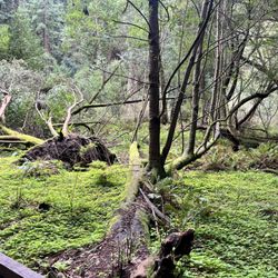 Redwood Memorial Grove