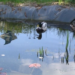 Entenbesuch am Gartenteich