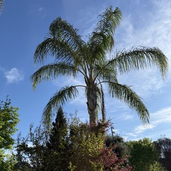 Golden Roots Tree Care - Huge Queen Palm with overgrowth. I believe this is our tallest tree. - Tree Services Near Me - Sacramento, California Golden Roots Tree Care - Huge Queen Palm with overgrowth. I believe this is our tallest tree. - Tree Services Near Me - Sacramento, California