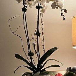 My friend loved the orchids! It was for her Dad's passing. My friend loved the orchids! It was for her Dad's passing.
