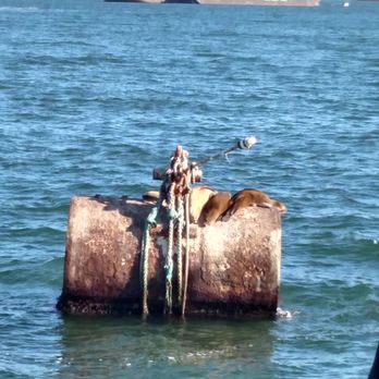 Harbor Breeze - Sea lions relaxing - Boat Charters Near Me - Long Beach, California