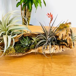 The Wright Gardner - Our natural logs are a stunning way to add visually interesting, impressive, and long-lasting plant features to commercial interior designs.