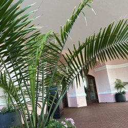 Palm Beach Shores Resort & Vacation Villas - Entrance