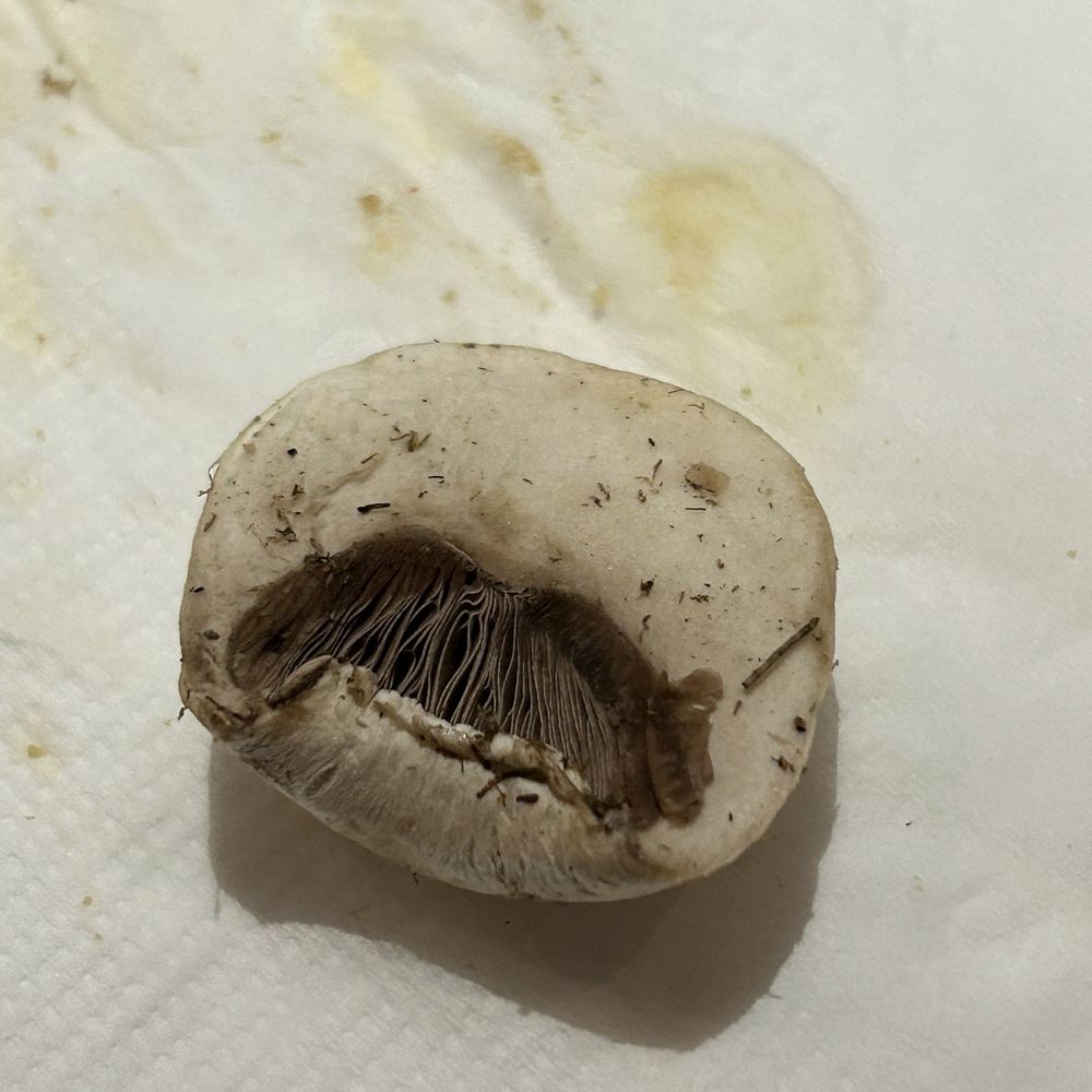 All That Shabu - Dirty mushrooms - Buffets Near Me - Alhambra, California