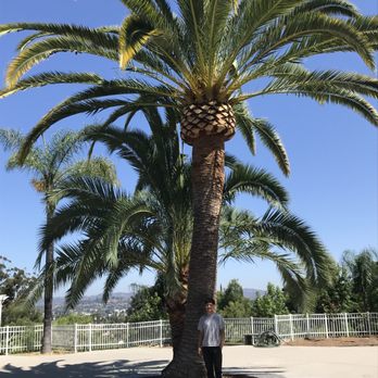 Green Bee Tree Service - Tree Services Near Me - Escondido, California