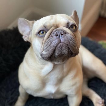 EC Petcare - Roxy B - Pet Sitting Near Me EC Petcare - Roxy B - Pet Sitting Near Me