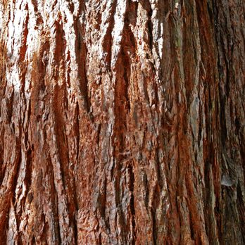Laurelhurst Park - Giant Sequoia bark - Parks Near Me - Portland, Oregon Laurelhurst Park - Giant Sequoia bark - Parks Near Me - Portland, Oregon